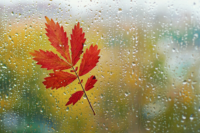 Red Leaf on Wet Window