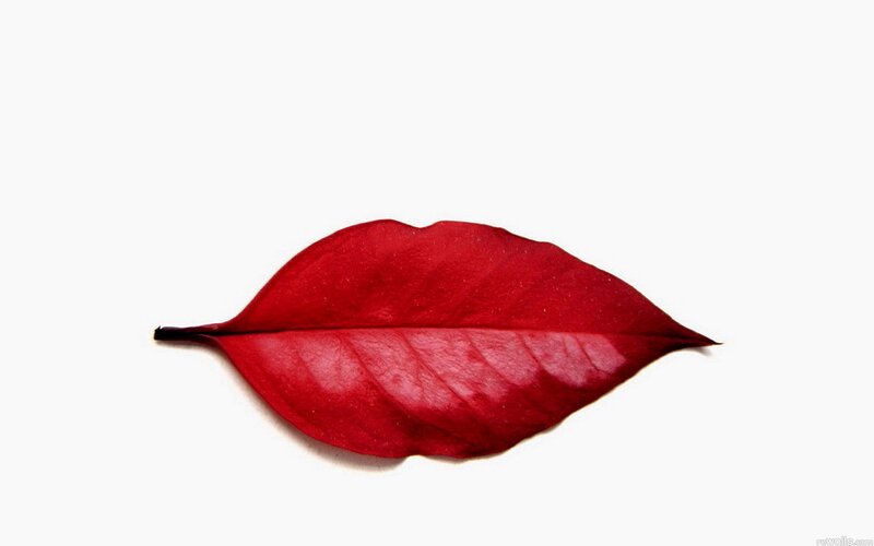 red leaf on white background