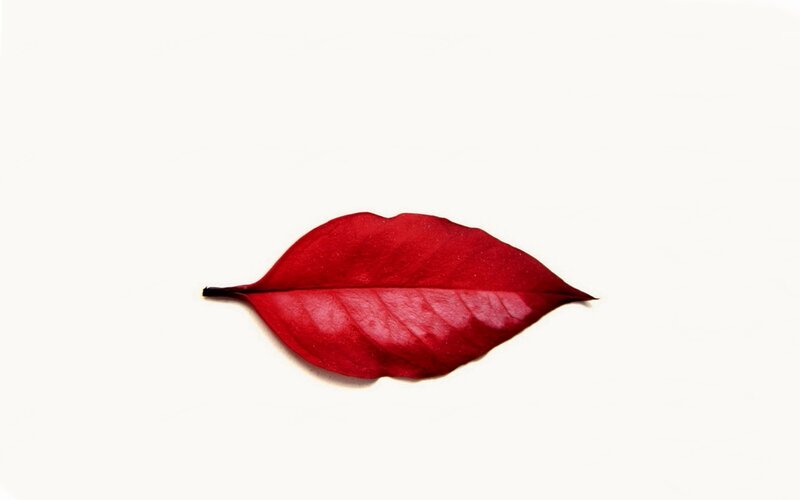 Red Leaf on White
