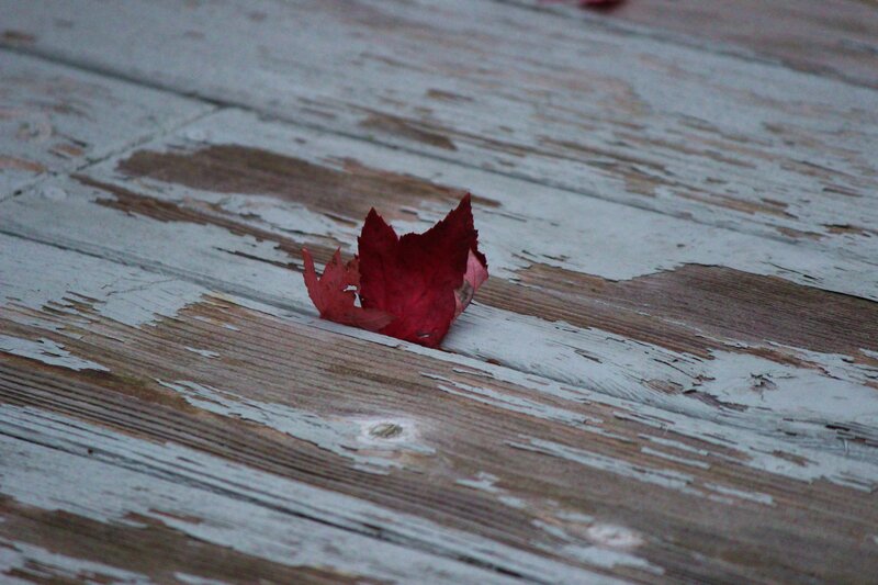 Red Leaf on Wood