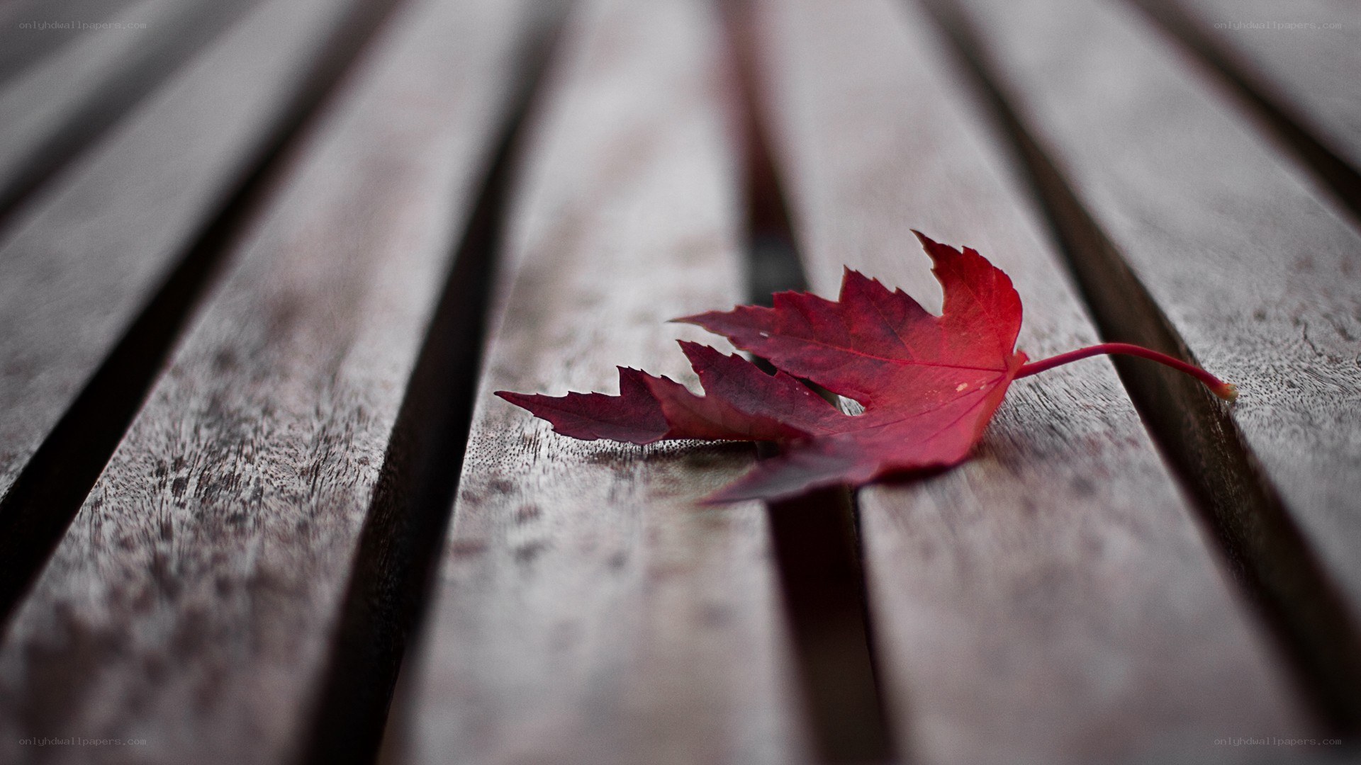 Red leaf on wooden bench