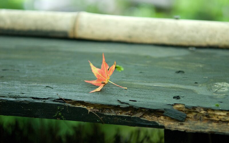 Red leaf on wooden bench
