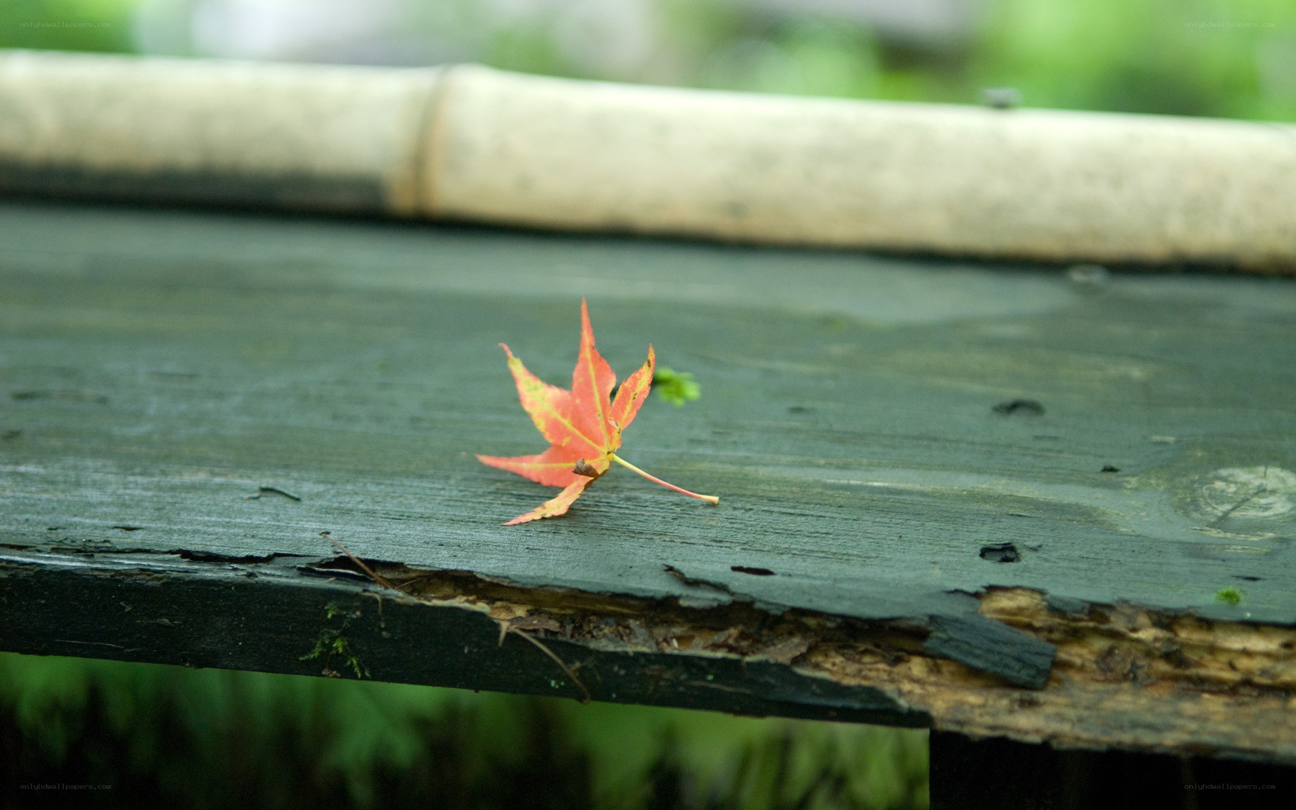 Red leaf on wooden bench