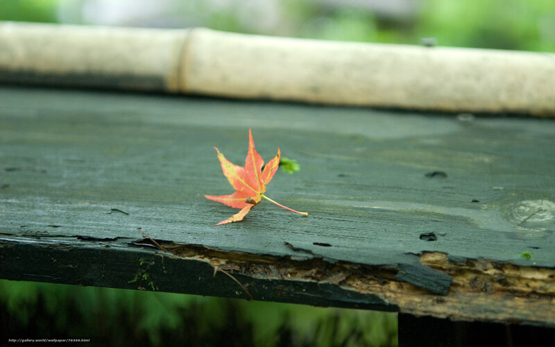 red leaf on wooden bench