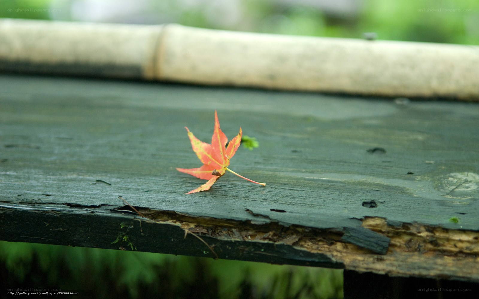 red leaf on wooden bench
