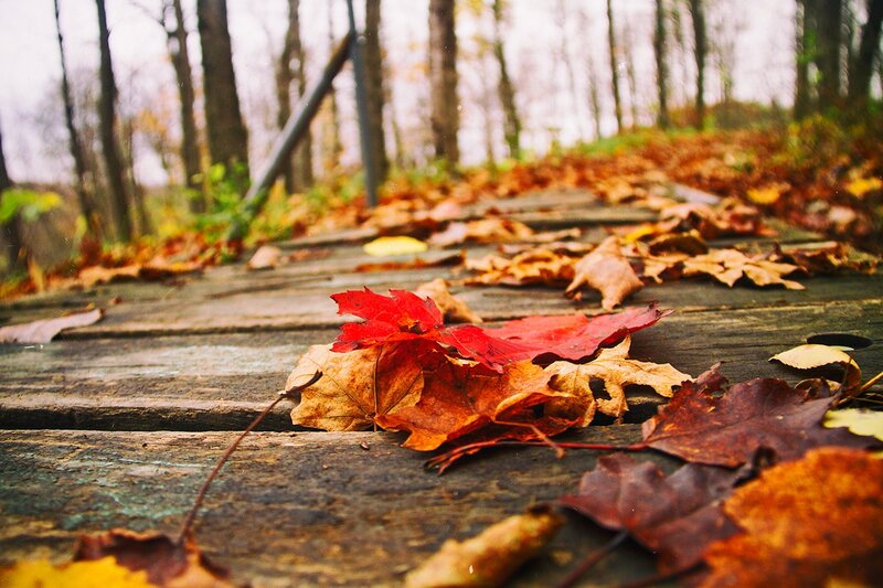 Red Leaf on Wooden Path