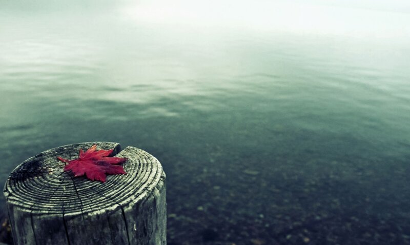 Red Leaf on Wooden Post