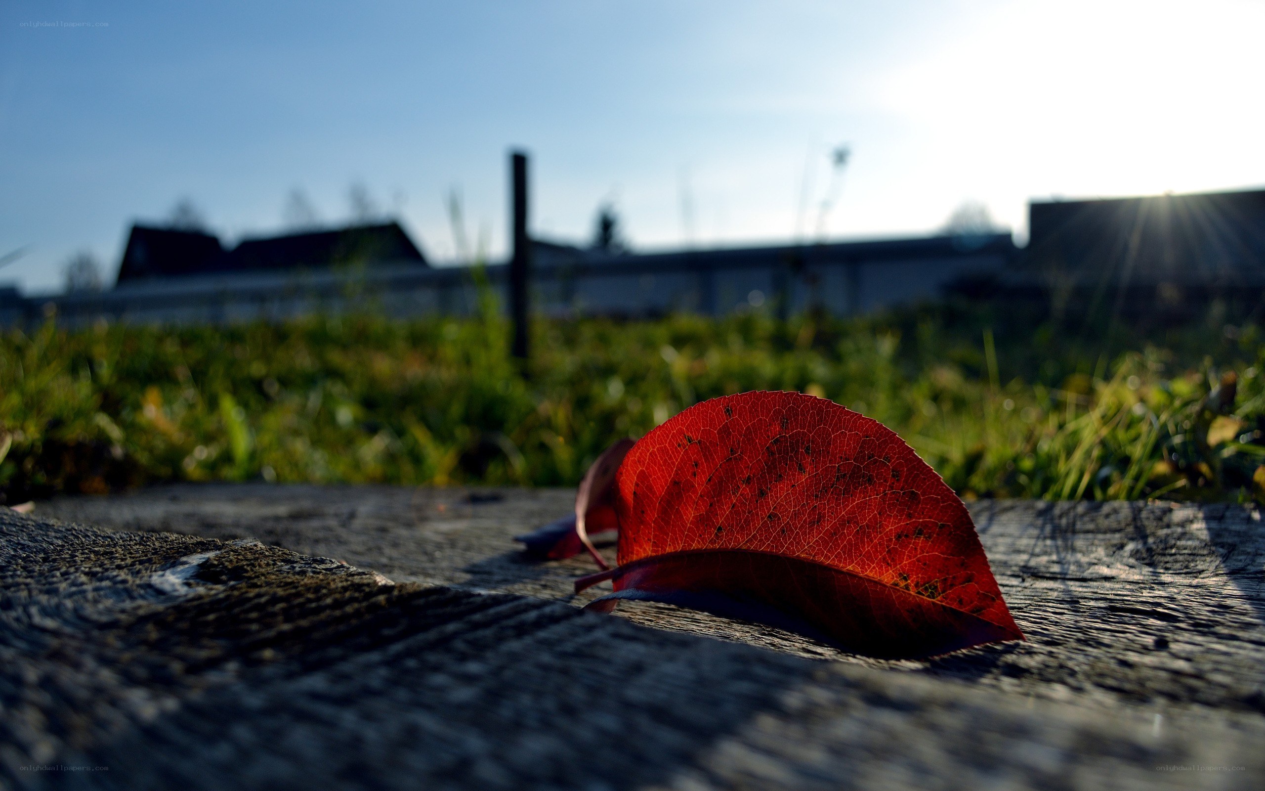Red leaf on wooden surface