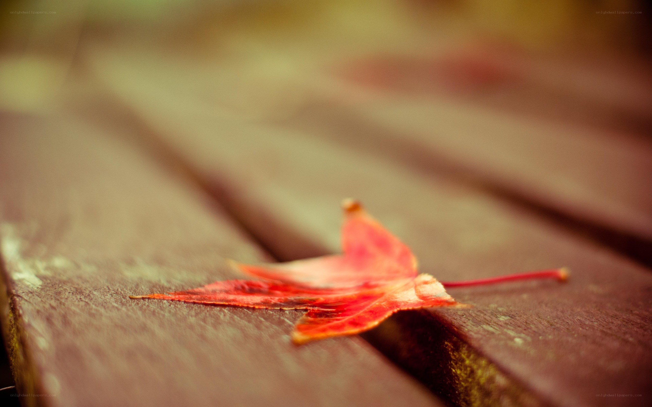 Red leaf on wooden surface