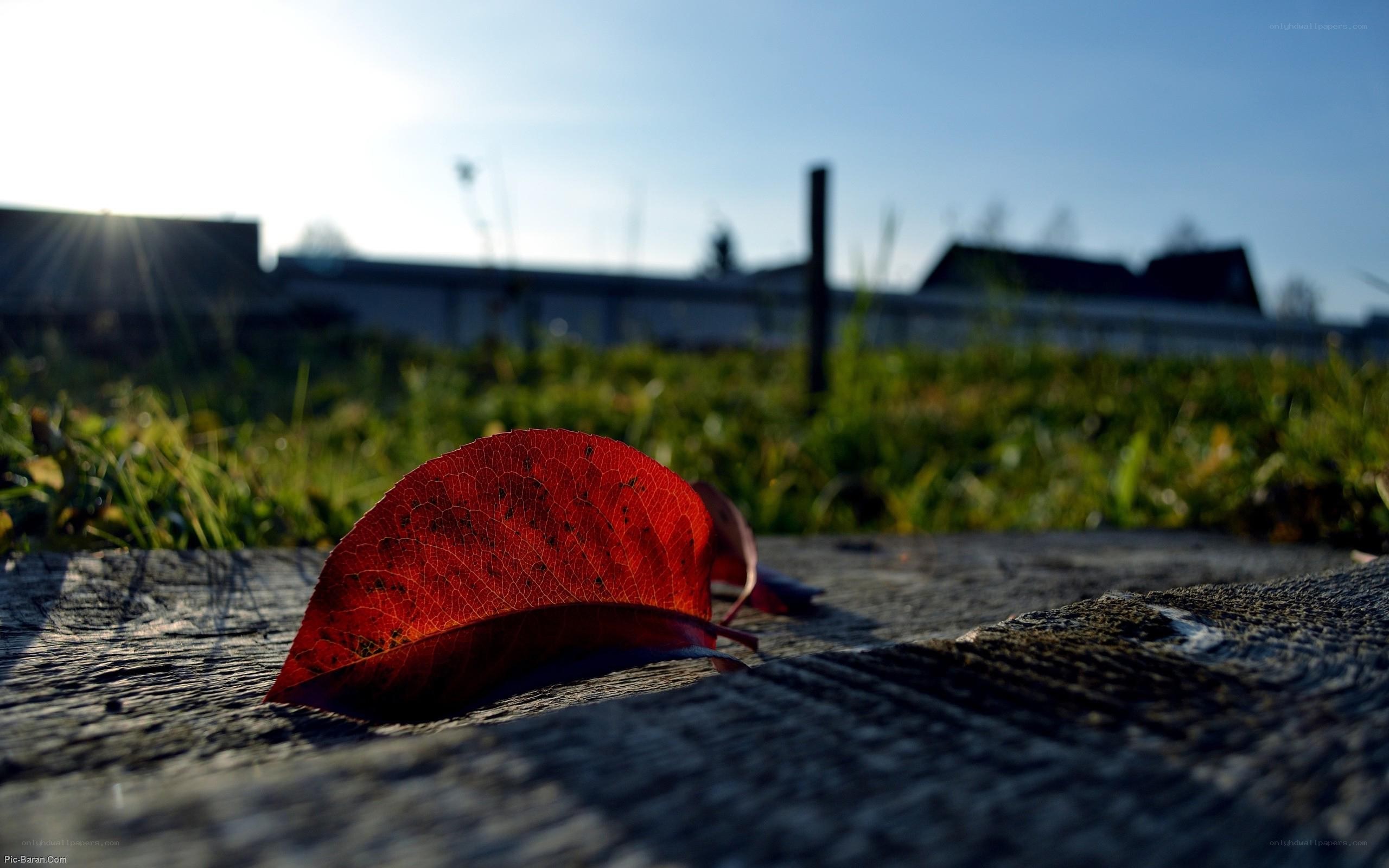 Red leaf on wooden surface