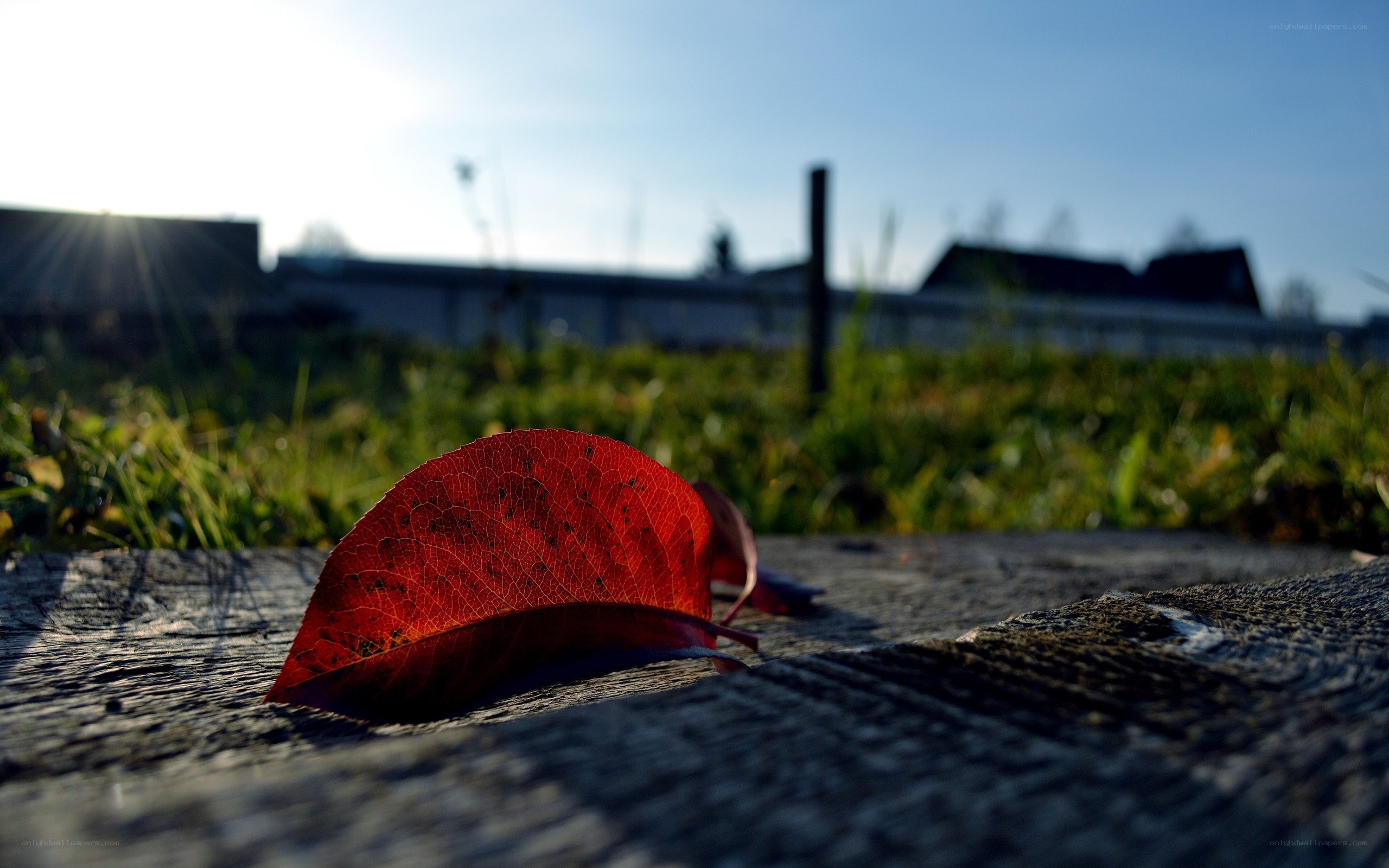 Red leaf on wooden surface