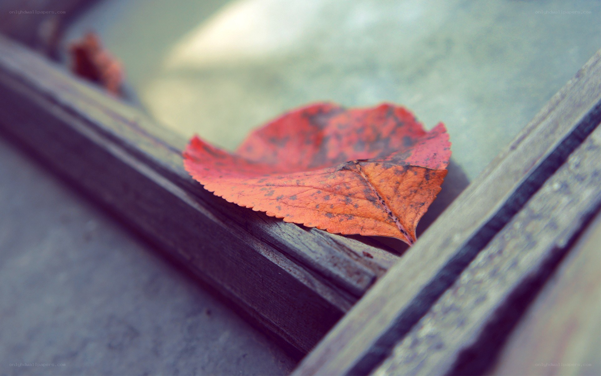 red leaf on wooden surface