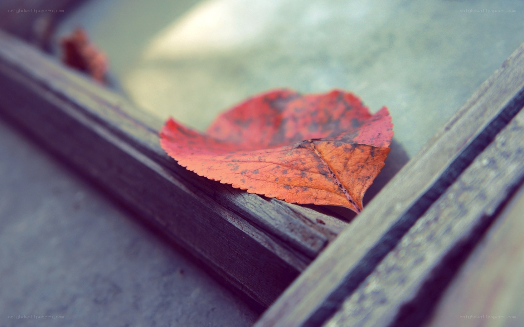 red leaf on wooden surface