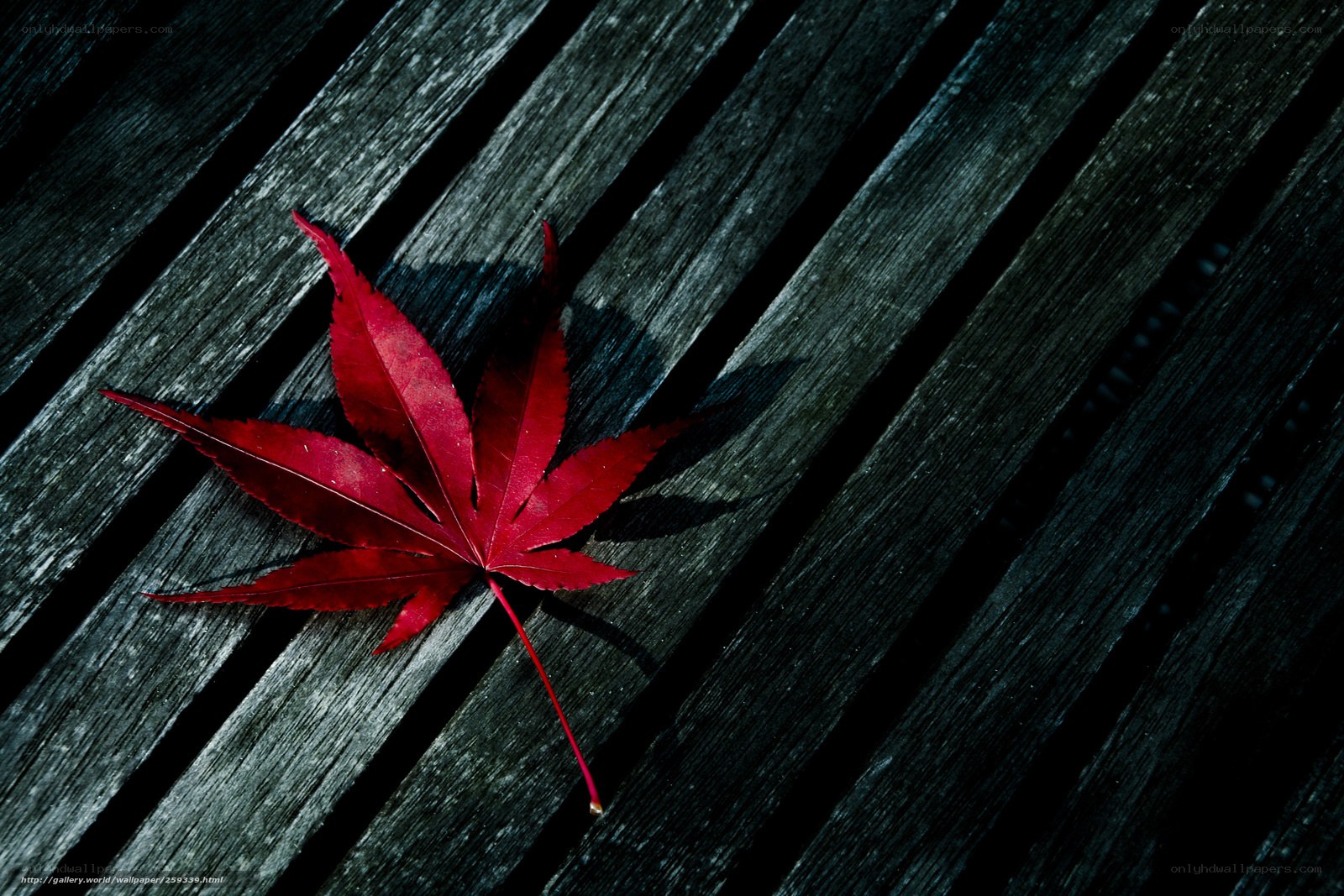 Red leaf on wooden surface