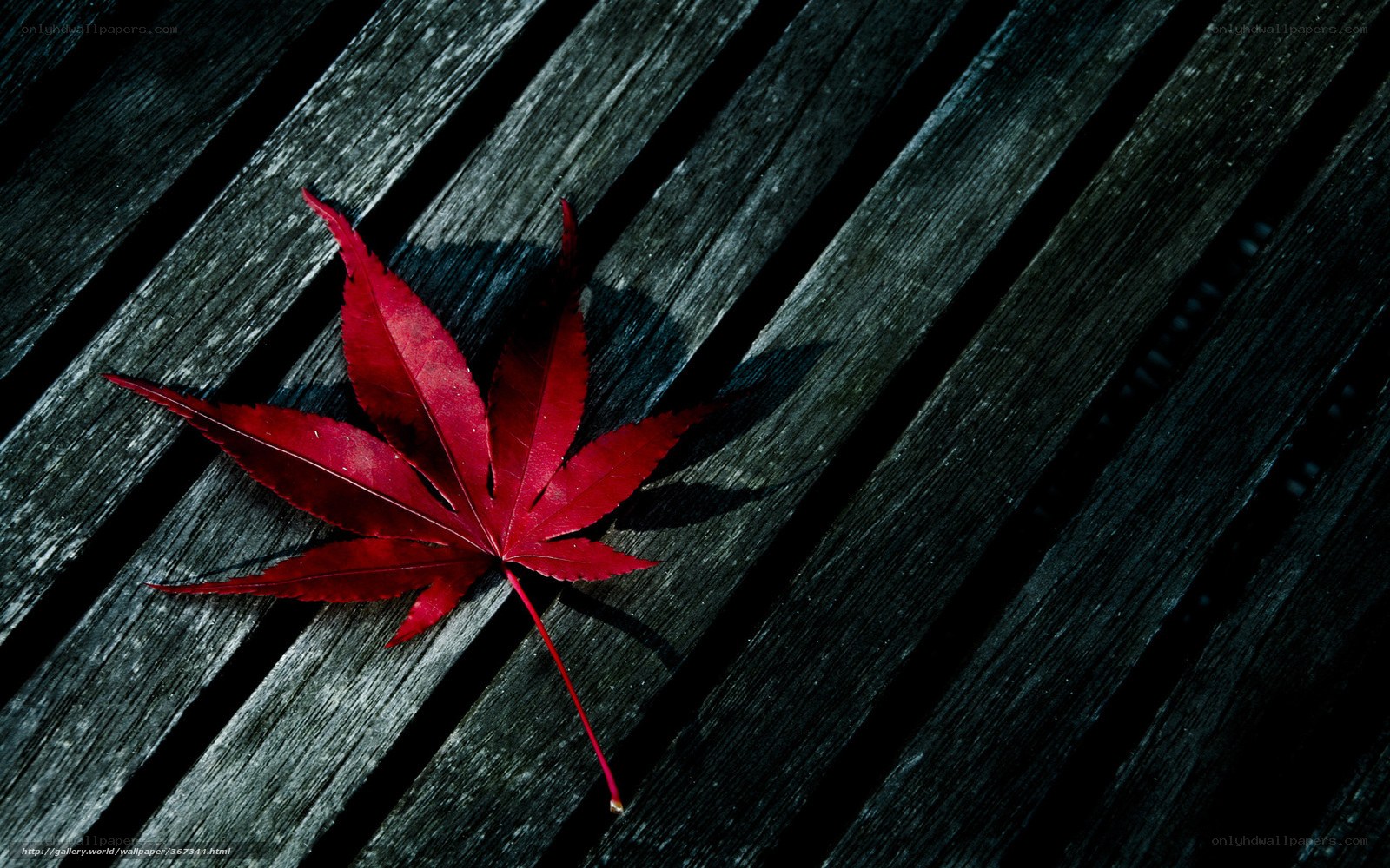 Red leaf on wooden surface