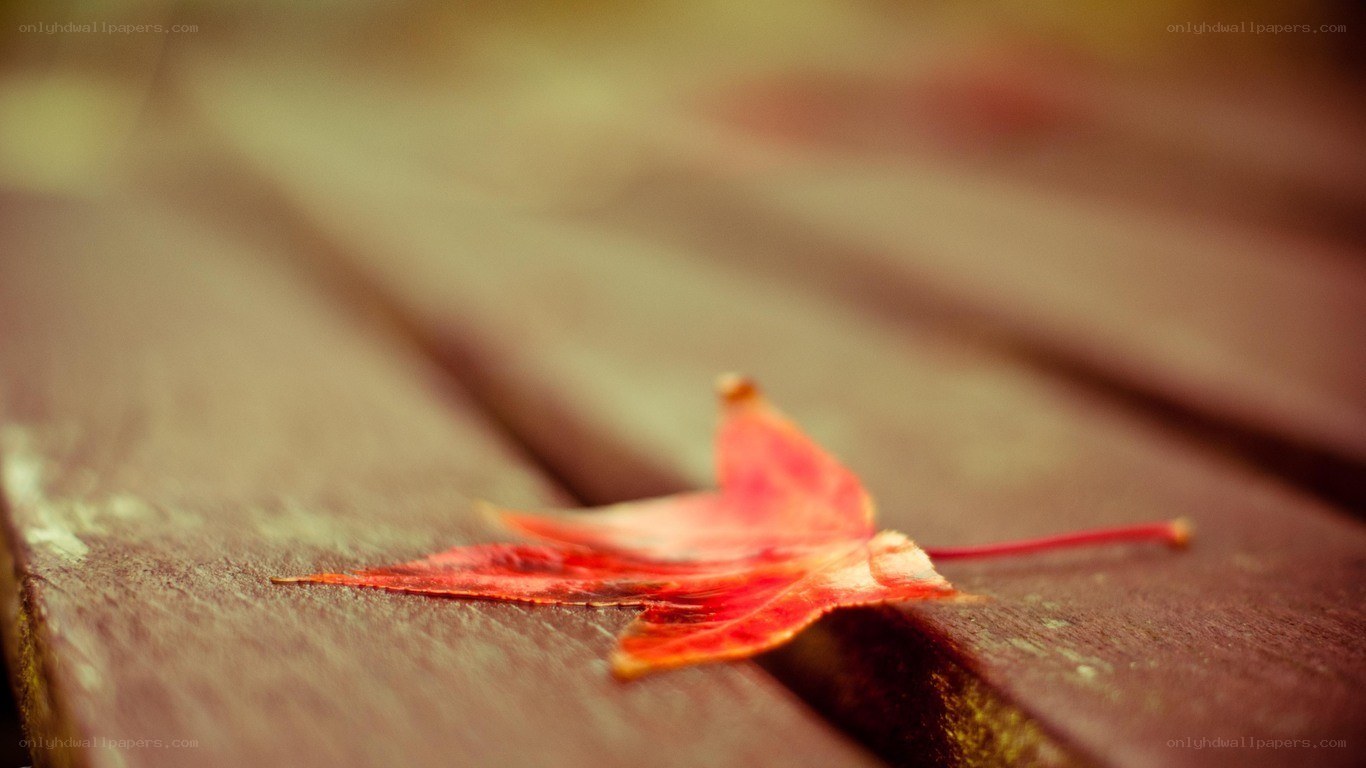 Red leaf on wooden surface