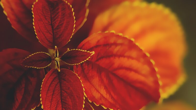 Red Leaf Plant