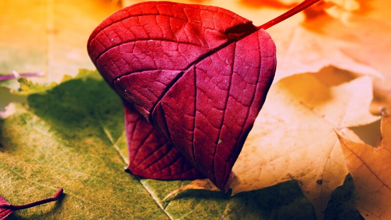 Red Leaf Shaped Like Heart — Serene
