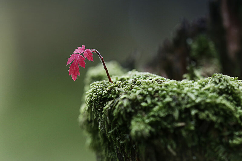 Red Leaf Sprout