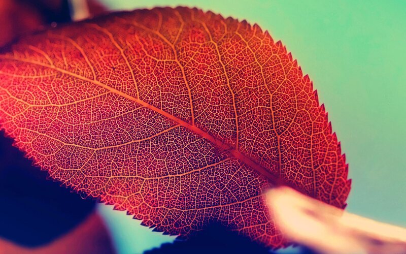 Red Leaf Vein Pattern — Calm