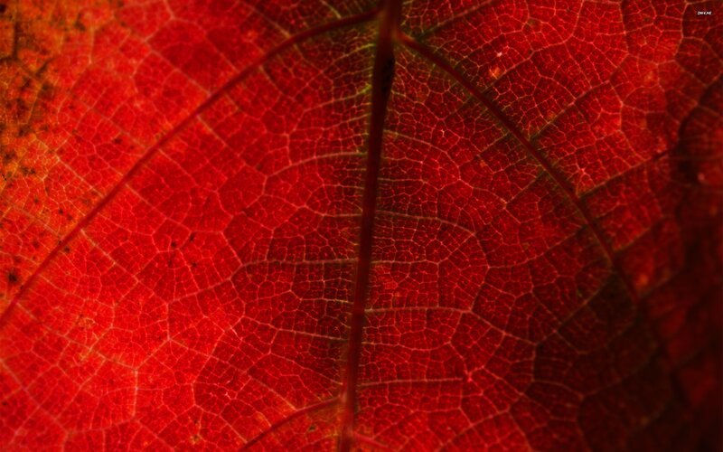 Red Leaf Vein Pattern
