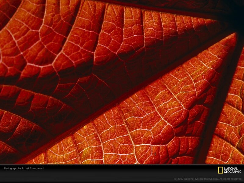 Red Leaf Veins — Dramatic