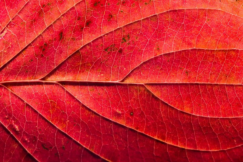 Red Leaf Veins