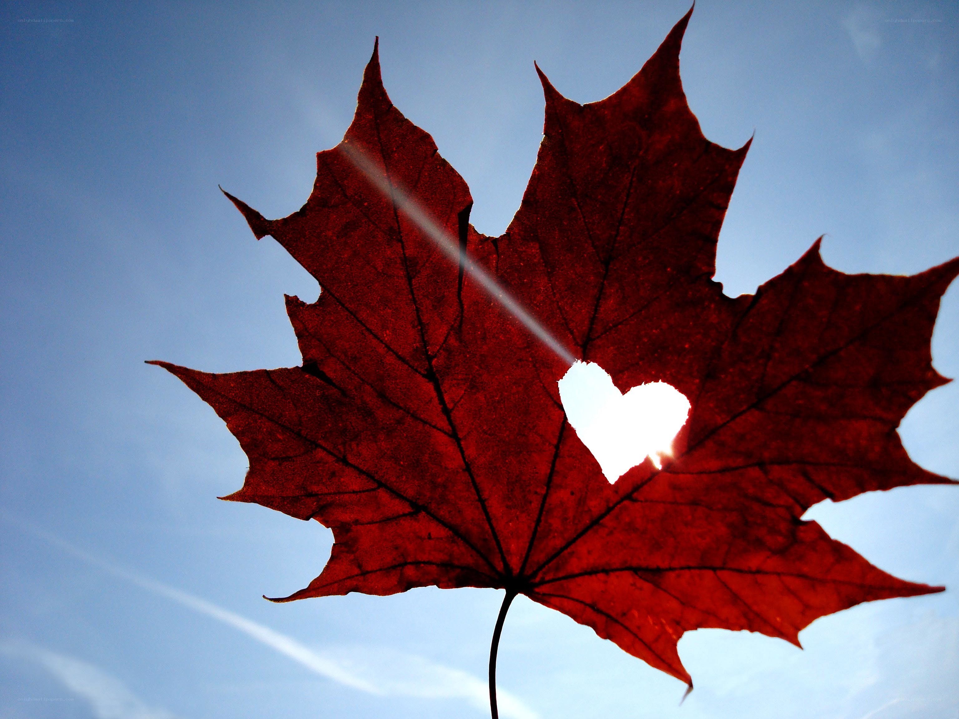 Red leaf with heart-shaped cutout