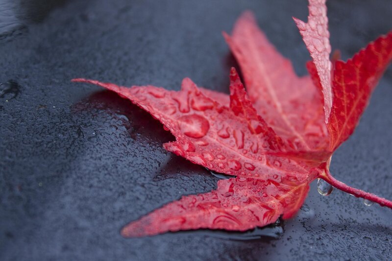 Red leaf with raindrops