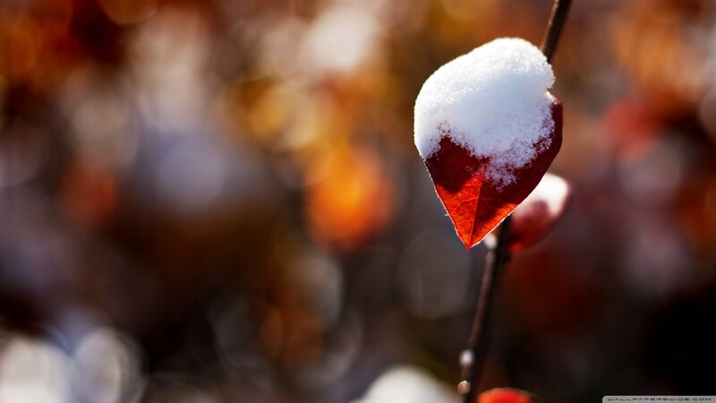 Red Leaf with Snow — Serene