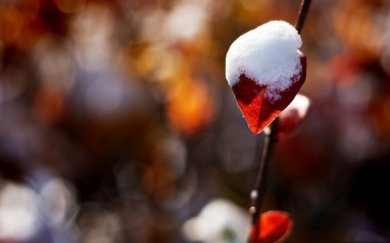 Red Leaf with Snow