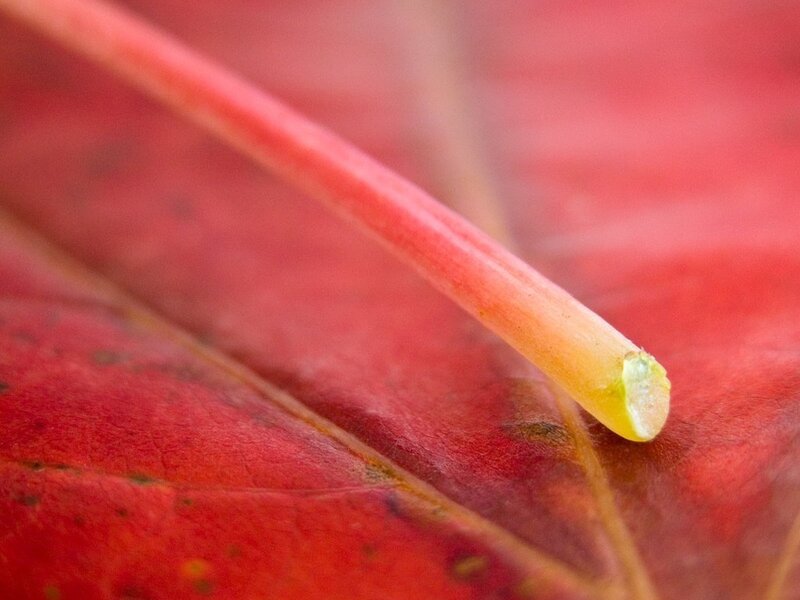 Red Leaf with Stem — Calm