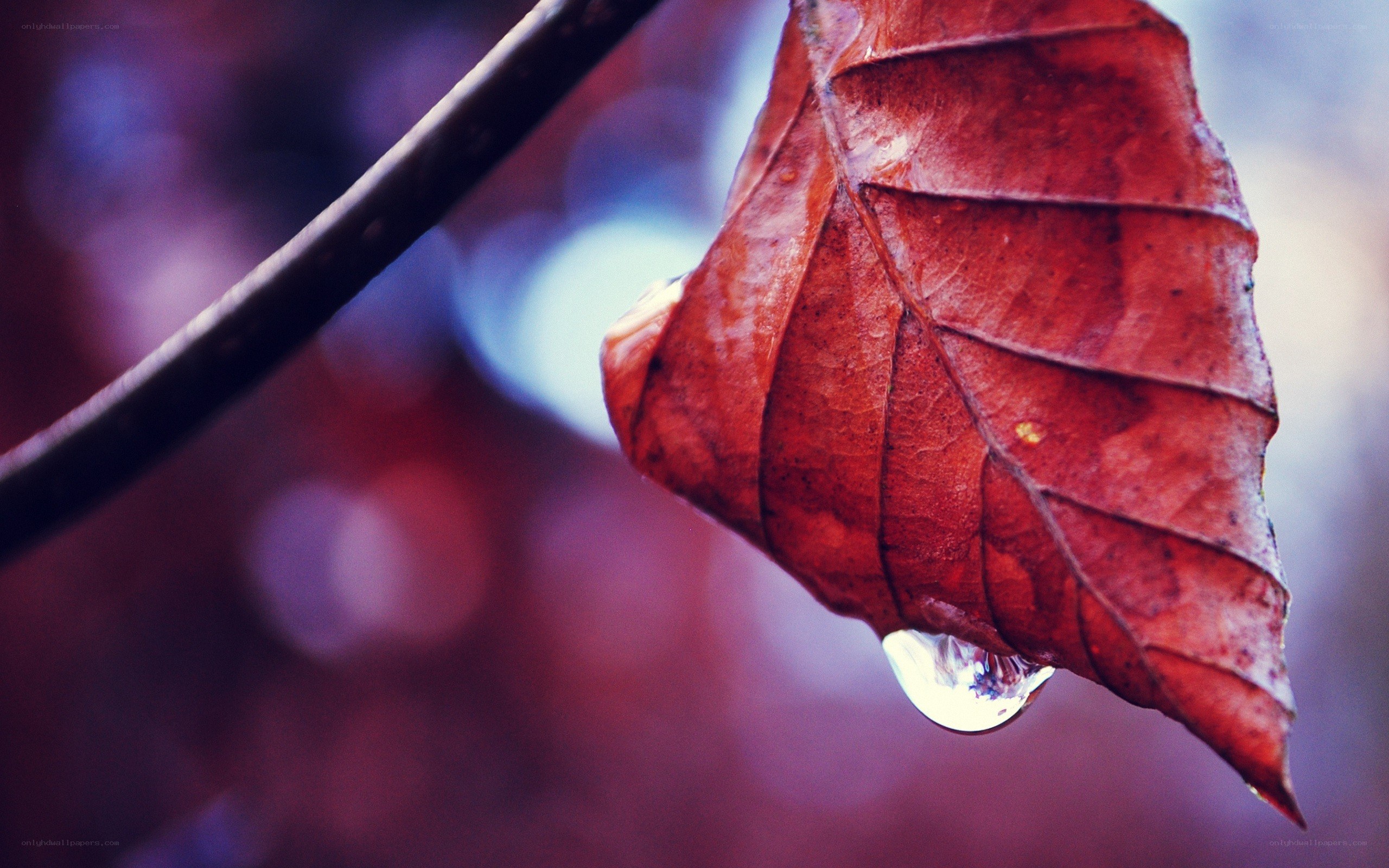 Red leaf with water droplet
