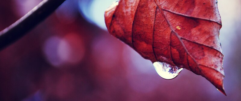 Red Leaf with Water Droplet — Serene, Autumn, Photograph, Water Droplet, Branch