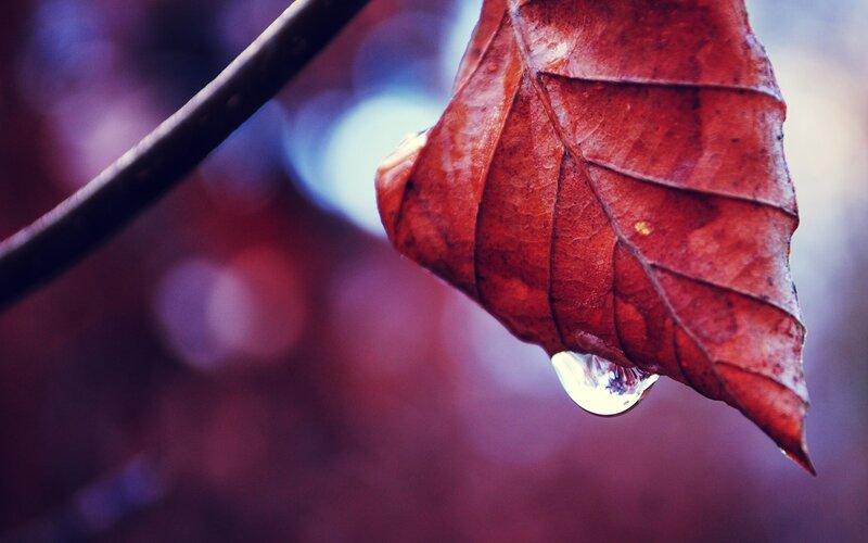 Red Leaf with Water Droplet — Serene, Autumn