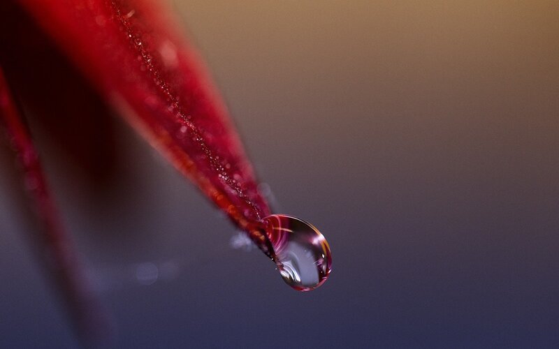 Red Leaf with Water Droplet — Serene, Sunset