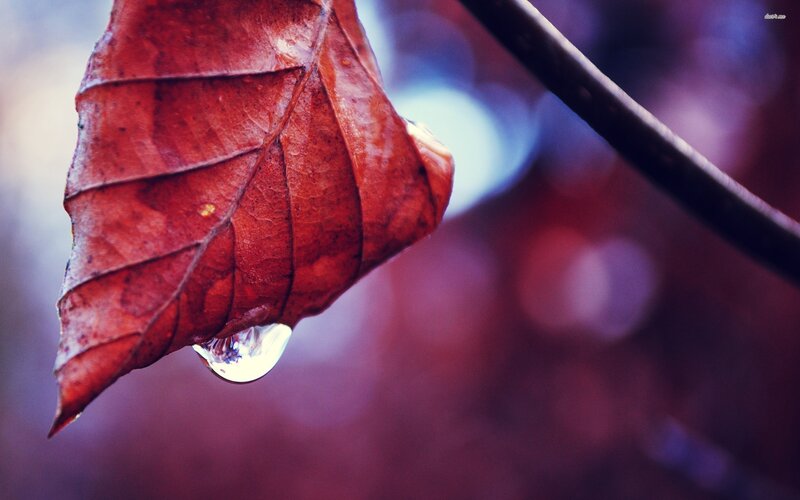 Red Leaf with Water Droplet — Serene
