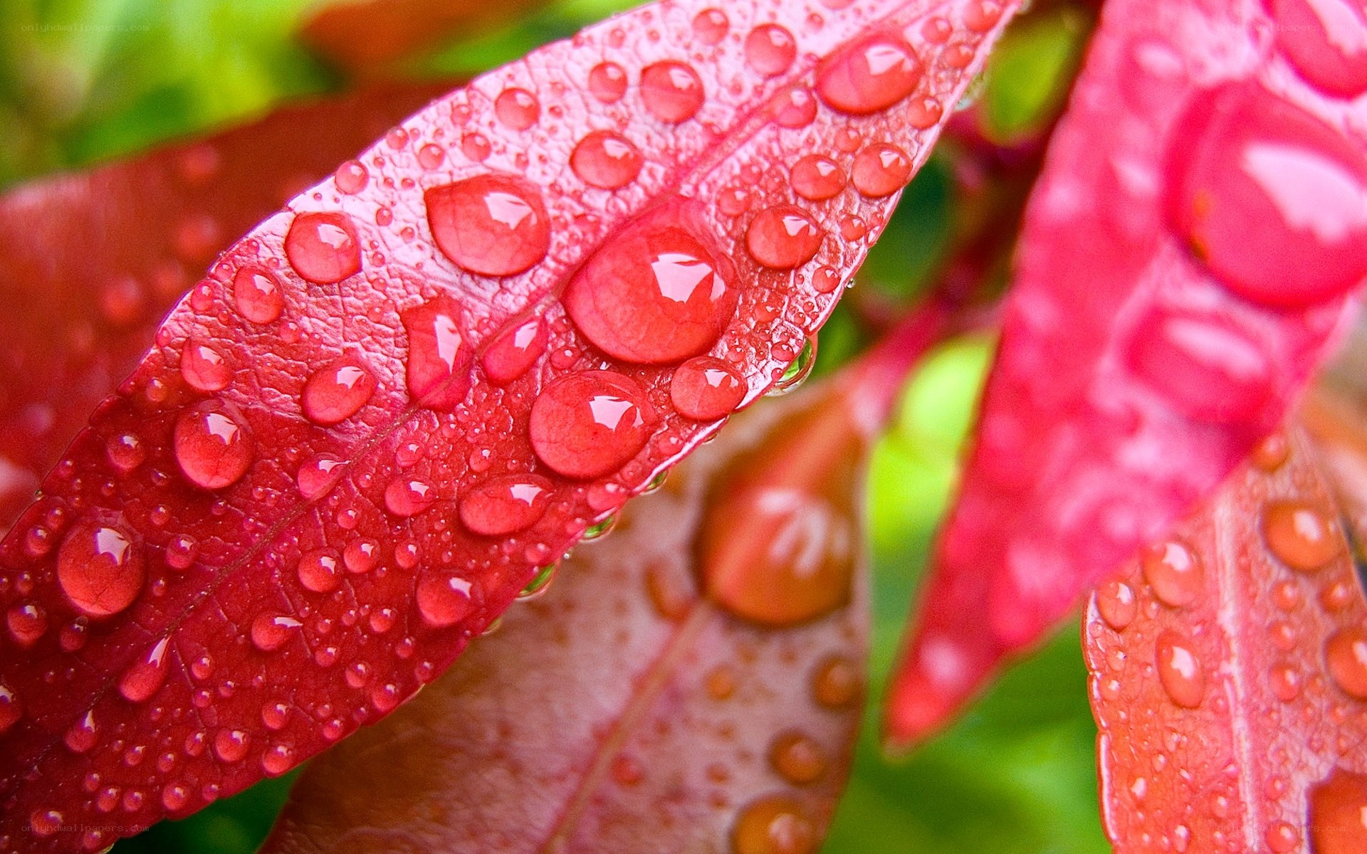 Red leaf with water droplets