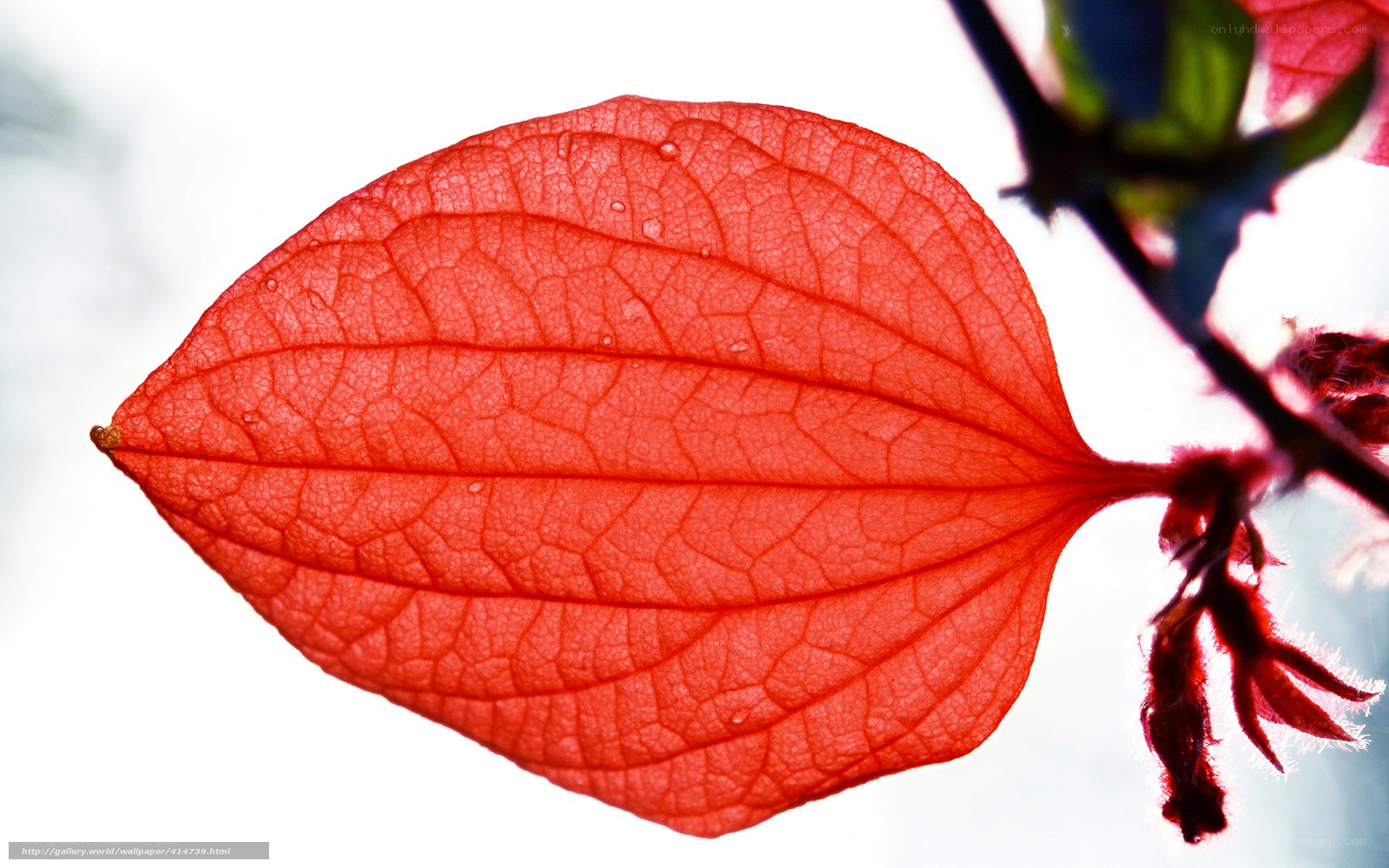 Red leaf with water droplets