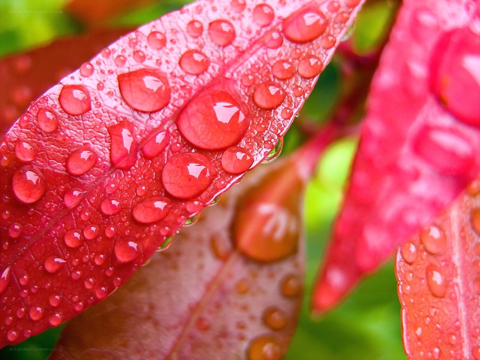 Red leaf with water droplets