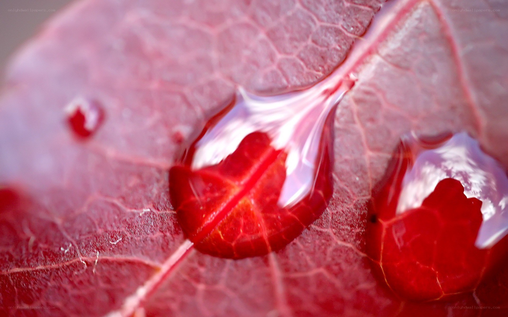 Red leaf with water droplets
