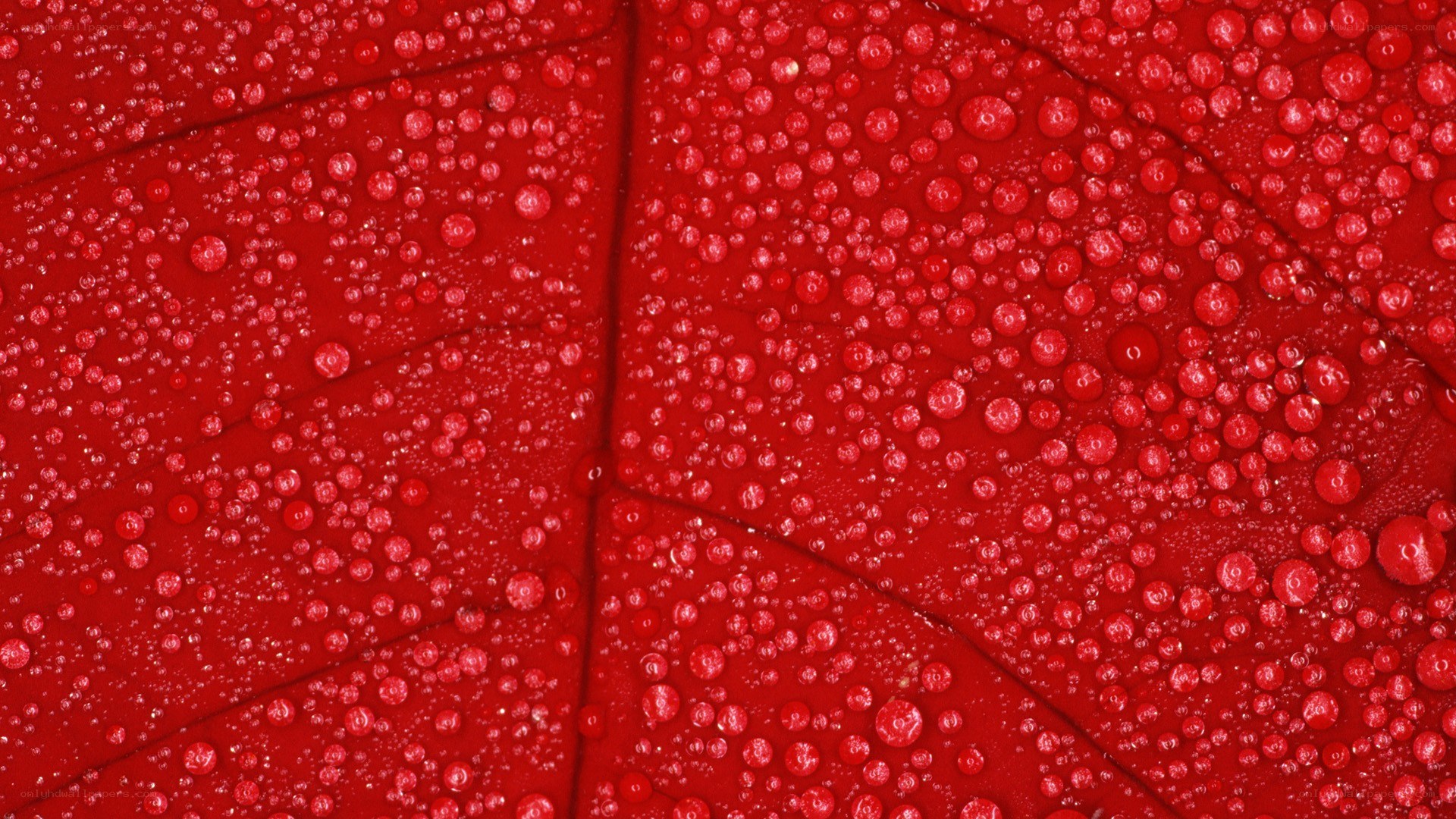 Red leaf with water droplets