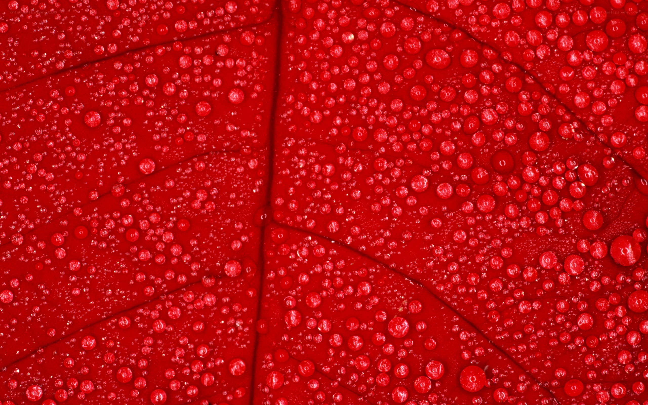 Red leaf with water droplets