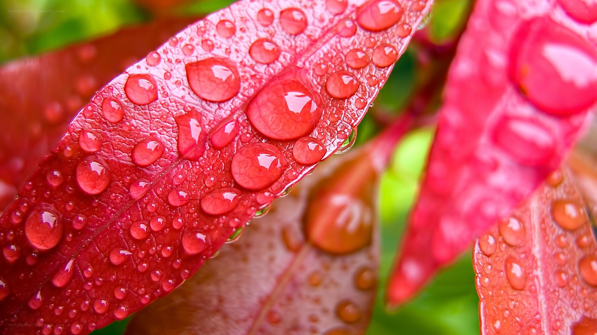 Red leaf with water droplets