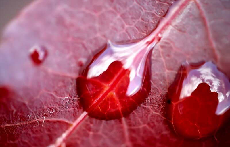Red leaf with water droplets