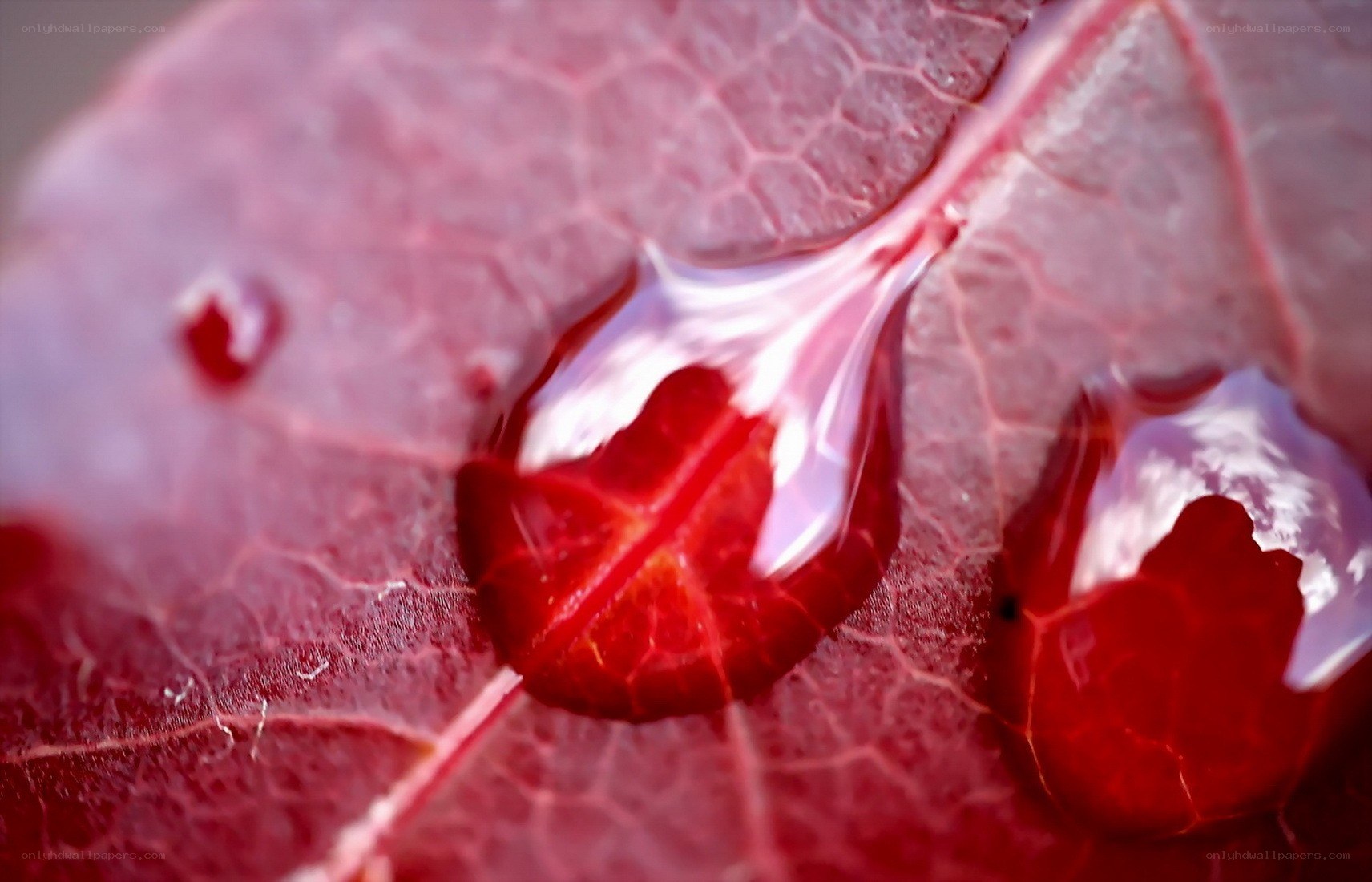 Red leaf with water droplets
