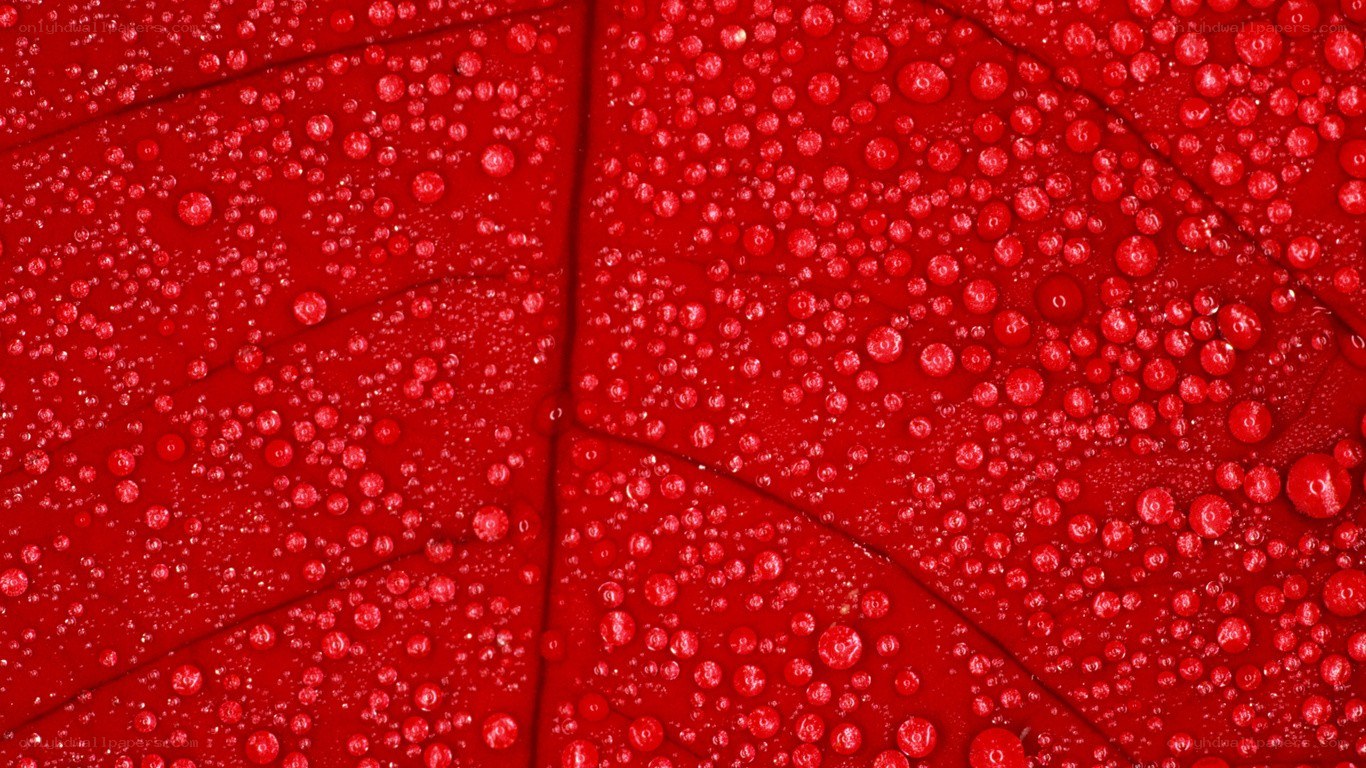 red leaf with water droplets