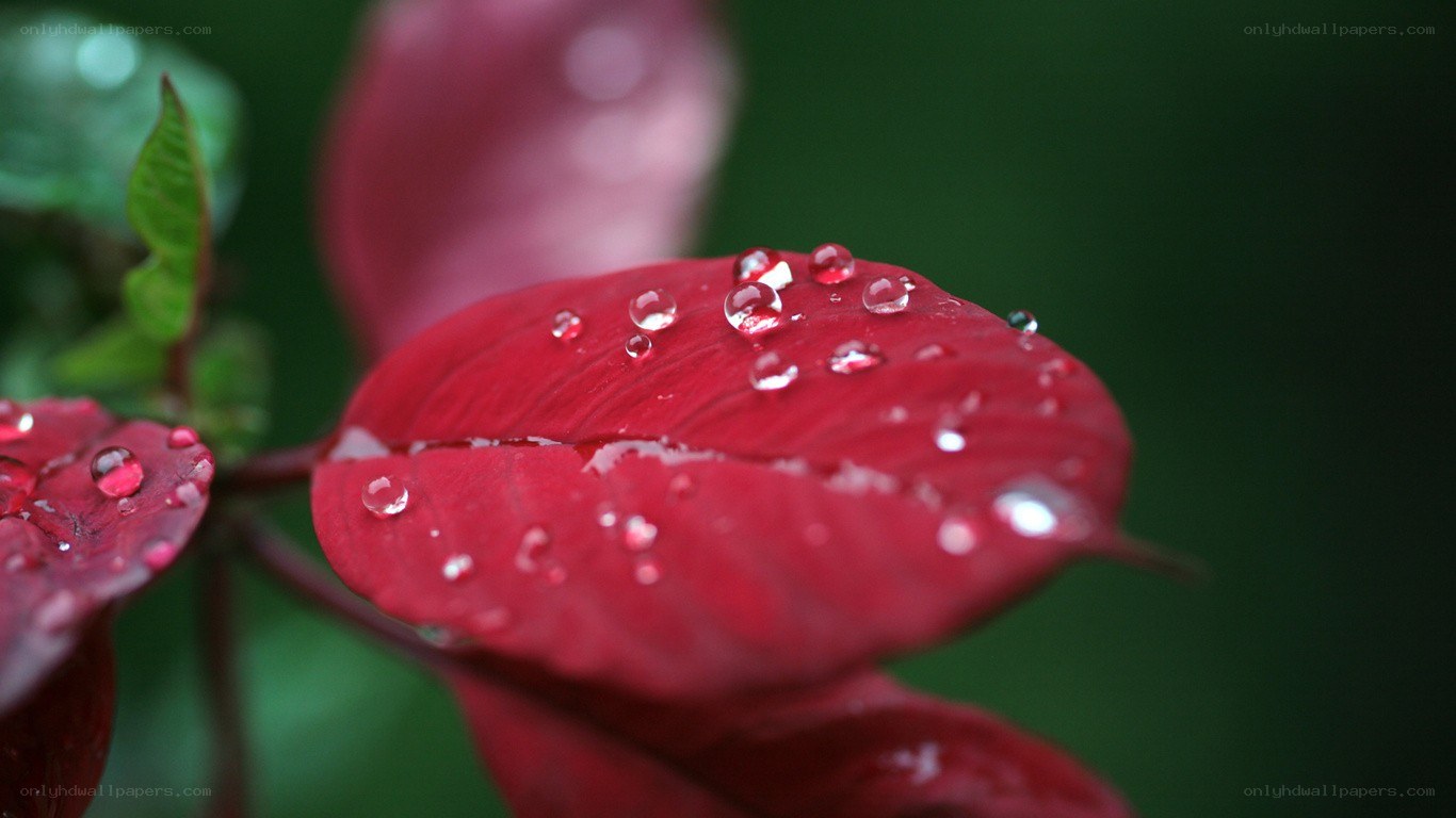 Red leaf with water droplets