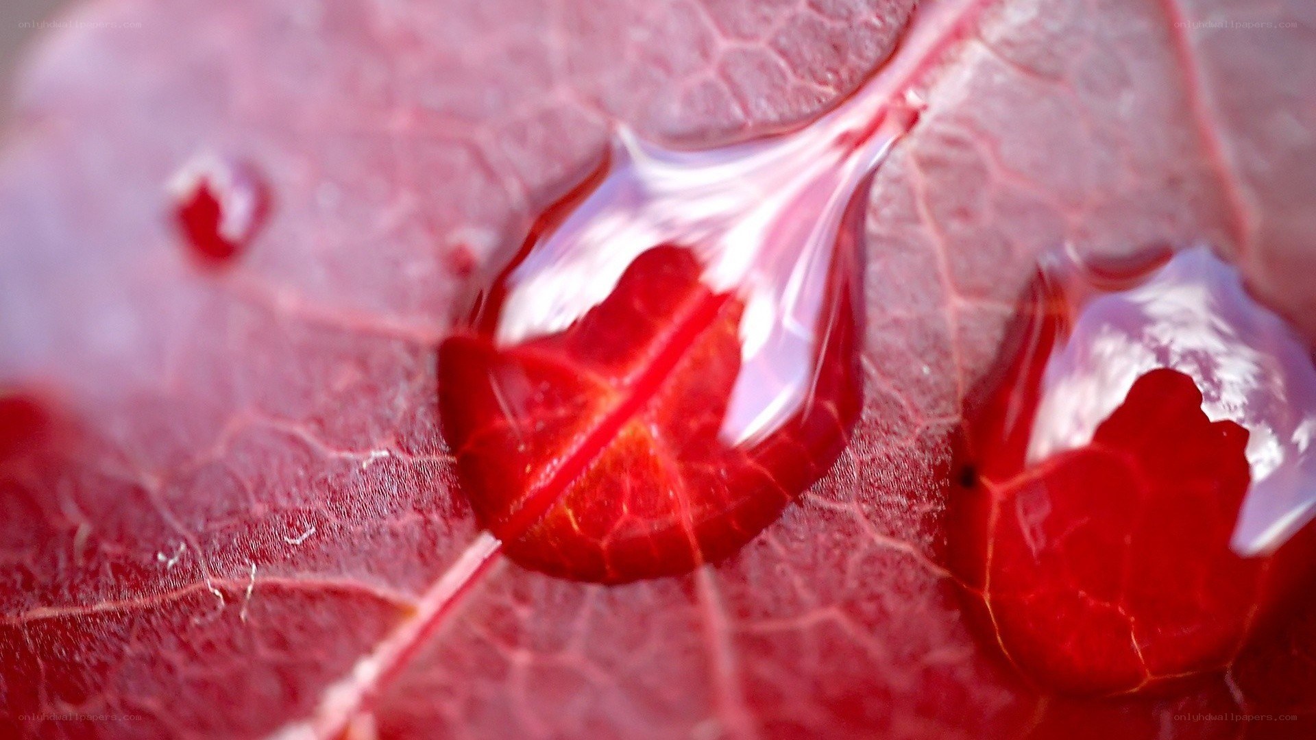 Red leaf with water droplets