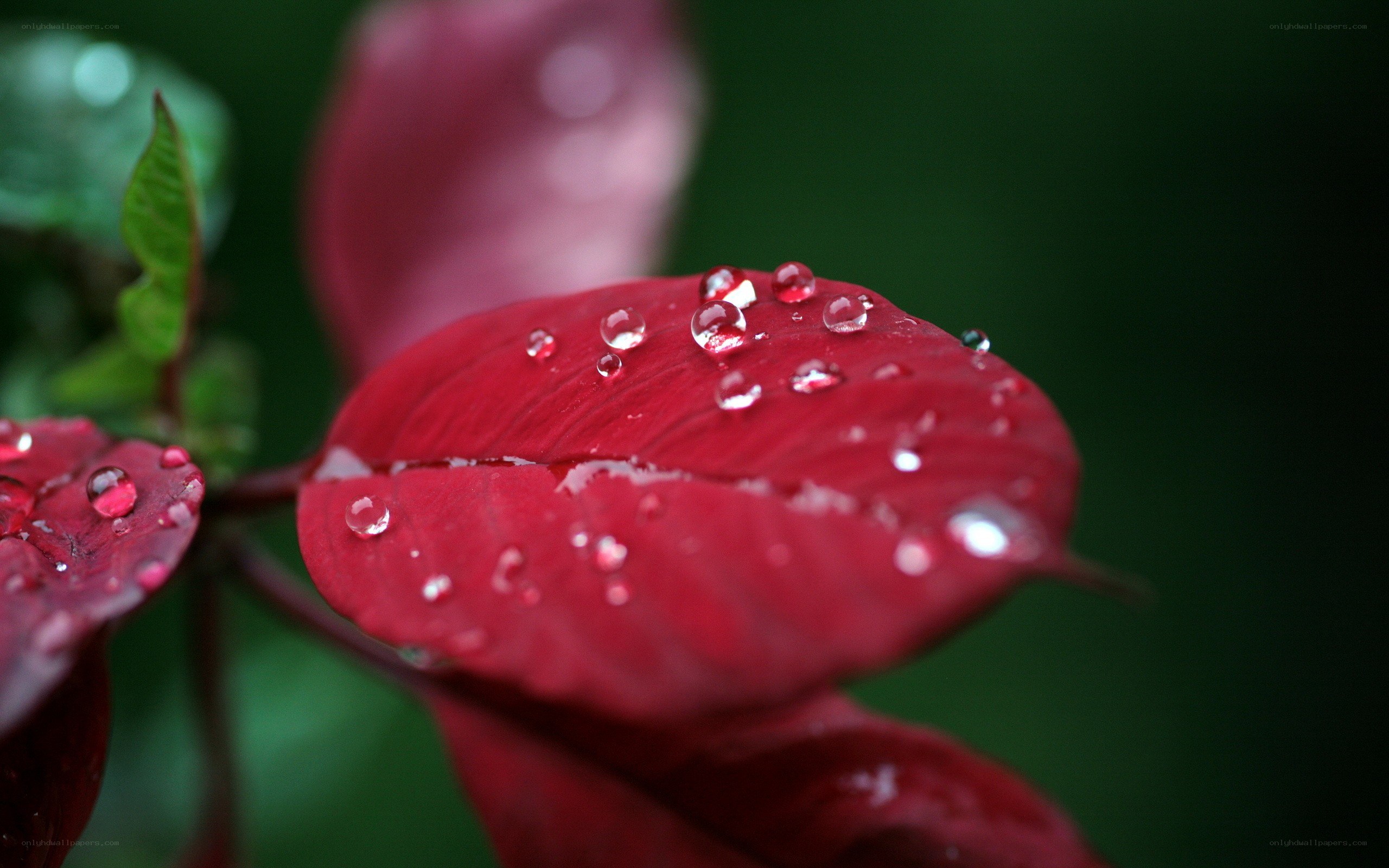 Red leaf with water droplets